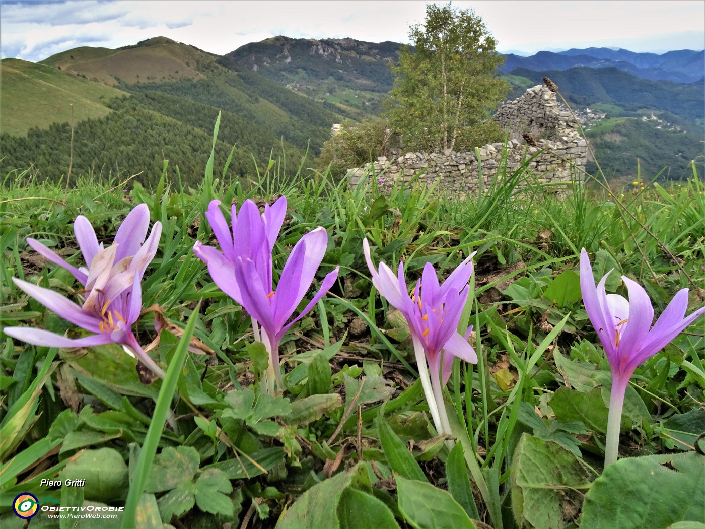 57 Colchicum autumnale ( Colchico d'autunno) con vista su rudere di baita.JPG